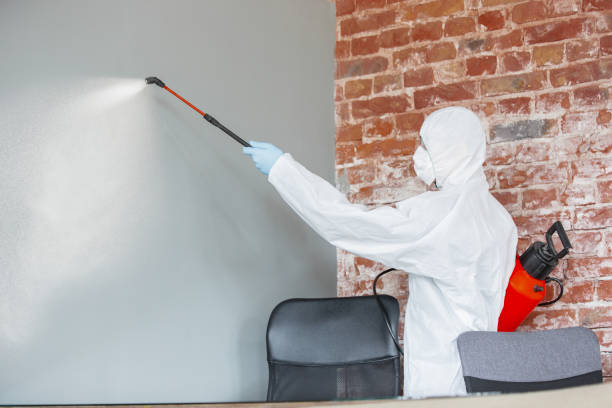 Best Basement Mold Removal  in Butte, AK